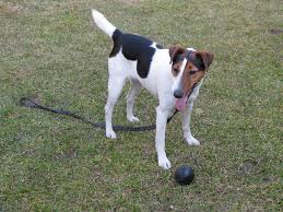  simaszőrű foxterrier